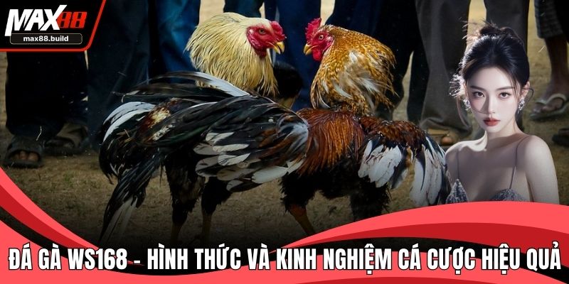 Đá Gà WS168
